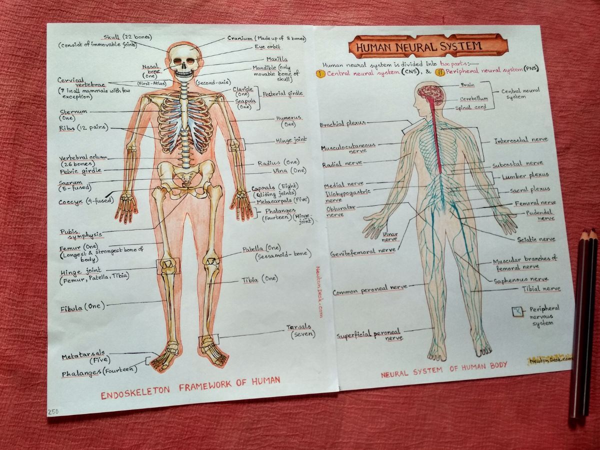 human body in biology aesthetic notes sample 12 with creative stuff include in photo of physical copy