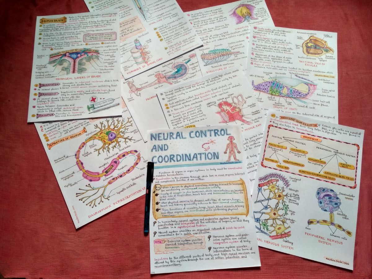 human neural or nervous system diagrams in biology aesthetic notes sample 12 with creative stuff include in photo of physical copy