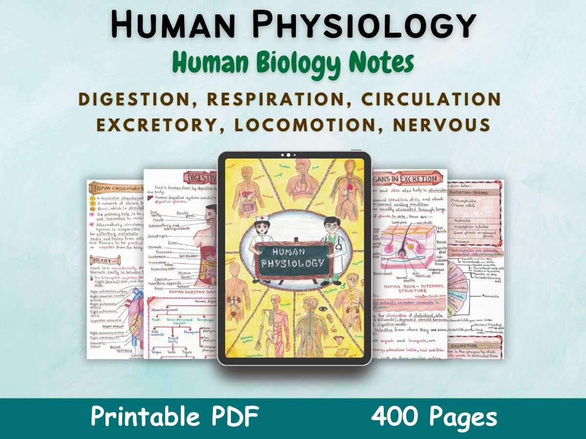 human physiology biology aesthetic notes for high school grade 11 first cover image in blue of newton desk